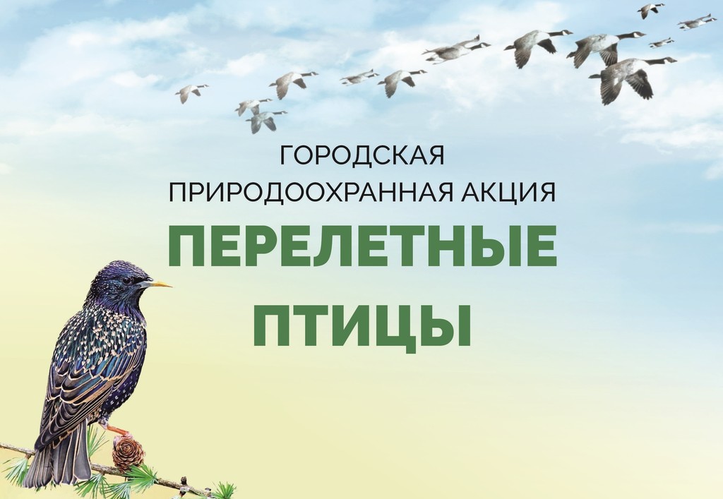 Перелетные птицы
